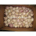 Fresh Chinese garlic from China garlic supplier